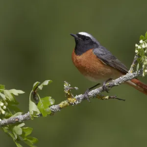 Male Redstart (Phoenicurus phoenicurus), perched on branch of flowering Hawthorn