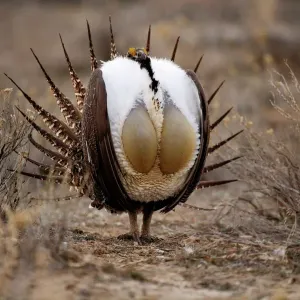 Male Sage Grouse {Centrocercus urphasianus} courtship display, Baggs, Wyoming, USA Male Sage Grouse {Centrocercus urphasianus} courtship display, Baggs, Wyoming, USA