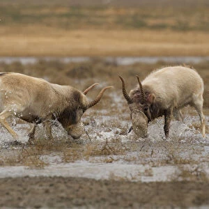 Male Saiga antelope (Saiga tatarica) rutting in winter, The Black Lands