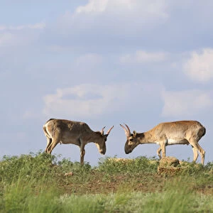 Two male Saiga antelopes (Saiga tatarica) Cherniye Zemli (Black Earth) Nature Reserve