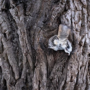 Male Siberian flying squirrel (Pteromys volans orii) attempting to enter nest with female inside during reproductive season but stopped mid-way then rejected. Hokkaido, Japan. March