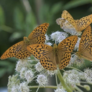 Four male Silver-washed fritillary butterflly (Argynnis paphia) aggregating on wildflower, Finland. July