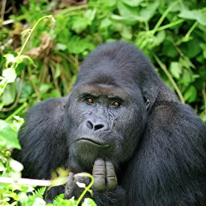 Male silverback Eastern lowland gorilla (Gorilla beringei graueri