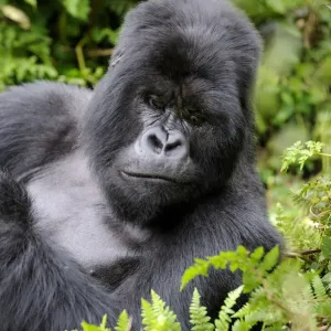 Mountain Gorilla Print - A resting silverback Mountain Gorilla Print - A resting silverback
