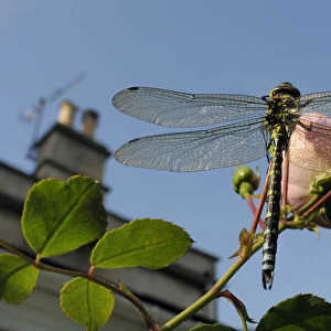Male Southern hawker dragonfly (Aeshna cyanea) sunning itself on Rose flower (Rosa sp