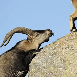 Male Spanish ibex (Capra pyrenaica) scenting air behind female with tongue, Sierra de Gredos