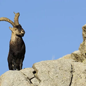 Male Spanish ibex (Capra pyrenaica) on rocks, Sierra de Gredos, Spain, November 2008