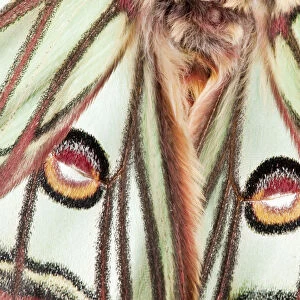 Male Spanish luna / Isabelline moth (Graellsia isabellina) close-up of wings, France