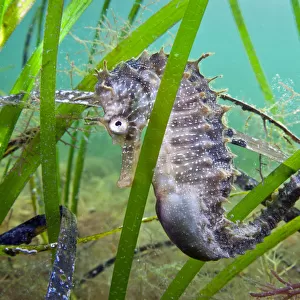 A male Spiny Seahorse (Hippocampus guttulatus) hides in seagrass. Etang De Thau (Thau Lagoon)