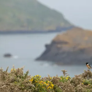 Male Stonechat (Saxicola rubicola), Pembrokeshire, Wales, UK, May