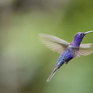 Male Violet Sabrewing (Campylopterus hemileucurus) hovering / in flight sequence. Montane forest, Bosque de Paz, Caribbean slope, Costa Rica, Central America