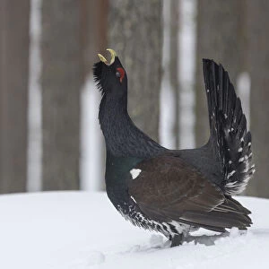 Male Western capercaillie (Tetrao urogallus) calling during lek mating, Finland. March
