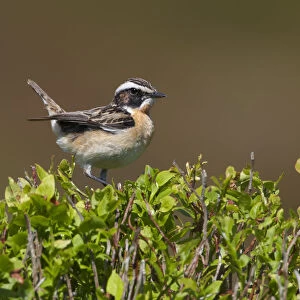 Male Whinchat (Saxicola rubetra) perched on Bilberry (Vaccinium myrtillus), Denbighshire