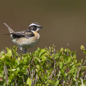 Male Whinchat (Saxicola rubetra) perched on Bilberry (Vaccinium myrtillus), Denbighshire