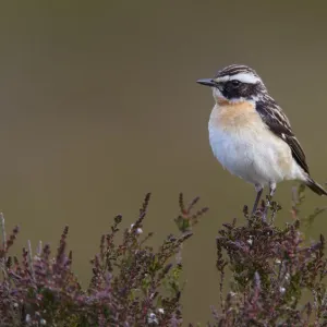 Male Whinchat (Saxicola rubetra) perched on moorland heather, Denbighshire, Wales Male Whinchat (Saxicola rubetra) perched on moorland heather, Denbighshire, Wales