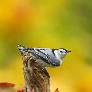 Male White breasted nuthatch (Sitta carolinensis) perched on stump, New York, USA, October