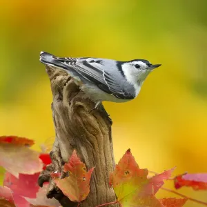 Male White breasted nuthatch (Sitta carolinensis) perched on stump, New York, USA, October Male White breasted nuthatch (Sitta carolinensis) perched on stump, New York, USA, October