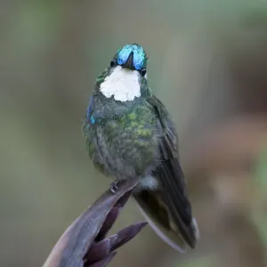 Male White-throated mountain-gem (Lampornis castaneoventris) perched on plant, Costa Rica Male White-throated mountain-gem (Lampornis castaneoventris) perched on plant, Costa Rica
