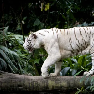 Male White tiger (Panthera tigris tigris). Double recessive gene produces pale colour morph