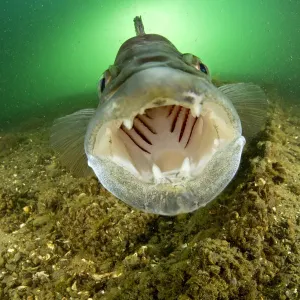 Male Zander Print with mouth wide open Male Zander Print with mouth wide open