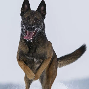 A Malinois / Belgian Shepherd police dog Mia owned by German police officer