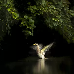 Mallard (Anas platyrhynchos) shaking its wings, Martin Mere WWT Reserve, Lancashire
