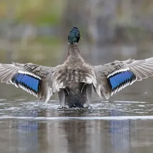 Mallard Wings Print, Spread with Iridescent Blue Speculum Mallard Wings Print, Spread with Iridescent Blue Speculum