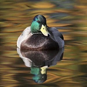 Mallard drake (Anas platyrhynchos) portrait of male on water, with autumn colours reflecting