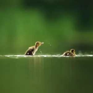 A Mallard duckling (Anas platyrhynchos) shakes itself dry after bathing on a still lake, Derbyshire, England, UK, June A Mallard duckling (Anas platyrhynchos) shakes itself dry after bathing on a still lake, Derbyshire, England, UK, June