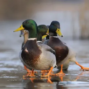 Mallard Print: Frozen Slip on Wiltshire Lake Mallard Print: Frozen Slip on Wiltshire Lake