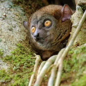 El lémur deportivo de Mananara-norte (Lepilemur hollandorum) mirando entre ramas en un árbol, Parque nacional Mananara-Nord, noreste de Madagascar. En peligro crítico. El lémur deportivo de Mananara-norte (Lepilemur hollandorum) mirando entre ramas en un árbol, Parque nacional Mananara-Nord, noreste de Madagascar. En peligro crítico.