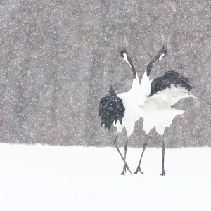 Manchurian Crane Courtship Dance Print Manchurian Crane Courtship Dance Print