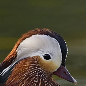 Mandarin duck (Aix galericulata) male swimming on water in the Beijing area, China, May