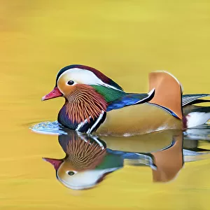 Mandarin duck (Aix galericulata) male swimming with autumn colours reflected in the water, London, UK, November