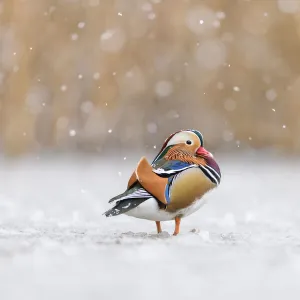 Mandarin duck (Aix galericulata) drake standing on frozen pond during snowstorm