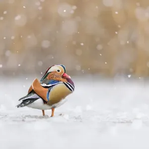 Mandarin duck drake print on frozen pond Mandarin duck drake print on frozen pond