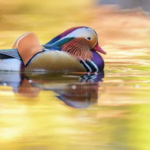 Mandarin duck print, male swimming with autumn reflections Mandarin duck print, male swimming with autumn reflections