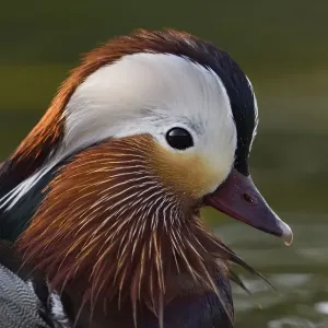 Mandarin Duck Print - Male Swimming in Beijing Water Mandarin Duck Print - Male Swimming in Beijing Water