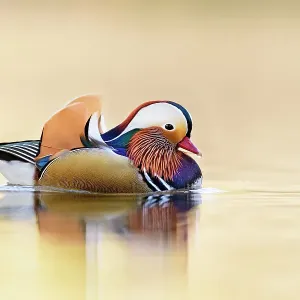 Mandarin duck print, a reflection in water Mandarin duck print, a reflection in water