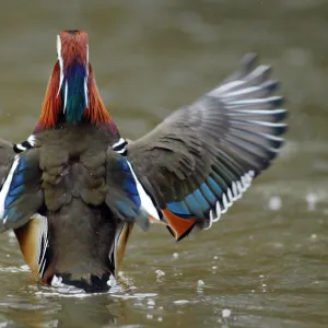 Mandarin duck drake (Aix galericulata) from behind flapping its wings. Southwest London, UK