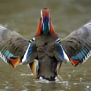 Mandarin duck drake (Aix galericulata) from behind flapping its wings. Southwest London, UK Mandarin duck drake (Aix galericulata) from behind flapping its wings. Southwest London, UK