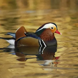 Canard mandarin mâle (Aix galericulata) flottant sur une eau colorée, Sud-Ouest de Londres, Royaume-Uni. Canard mandarin mâle (Aix galericulata) flottant sur une eau colorée, Sud-Ouest de Londres, Royaume-Uni.