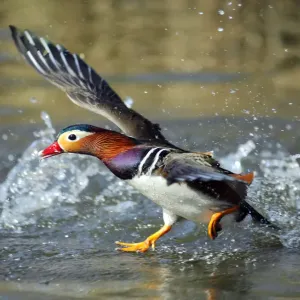 Mandarin duck drake (Aix galericulata) runnng across the water surface. Southwest London Mandarin duck drake (Aix galericulata) runnng across the water surface. Southwest London