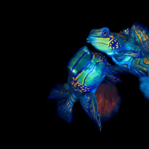 Mandarinfish (Synchiropus splendidus) pair spawning