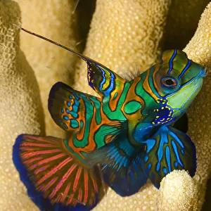 Mandarinfish (Synchiropus splendidus) Yap, Micronesia