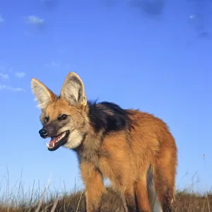 Maned wolf (Chrysocyon brachyurus) setting out to hunt in grassland at dusk. Serra da Canastra National Park, Brazil