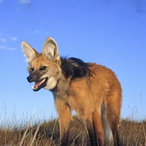 Maned wolf Print: Dusk hunt in Serra da Canastra grassland Maned wolf Print: Dusk hunt in Serra da Canastra grassland