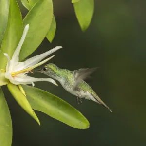 Mangrove hummingbird (Amazilia boucardi) female in flight feeding on Tea mangrove