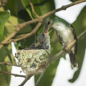 Mangrove hummingbird (Amazilia boucardi) female feeding chicks in nest, Pacific coast