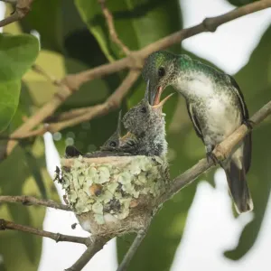 Colibri des mangroves (Amazilia boucardi) femelle nourrissant les poussins dans le nid, côte Pacifique. Colibri des mangroves (Amazilia boucardi) femelle nourrissant les poussins dans le nid, côte Pacifique.
